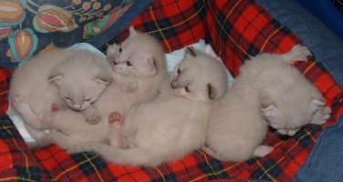 Les petits chatons